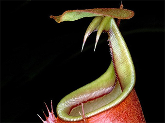 Nepenthes bicalcarata. Фото Flickr / AJ Cann
