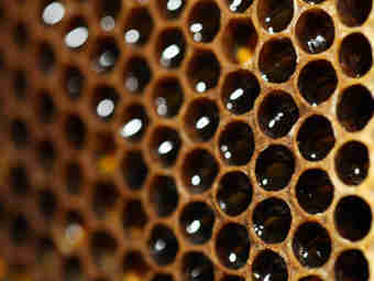 Пчелиные соты. Изображение Фотобанка PressFoto