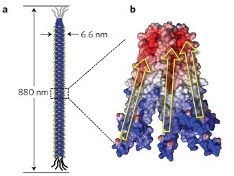 Бактериофаг M13. Иллюстрация авторов исследования