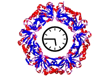 Молекулярная структура пероксиредоксина. Изображение Wikipedia/PDB