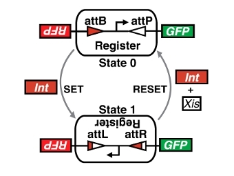 Схема работы модуля ДНК-памяти. Г-образной стрелкой показан промотор, активирующий зеленый (GFP) и красный (RFP) флюоресцентные белки. Иллюстрация из статьи J. Bonnet et al.