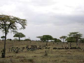  Selous Game Reserve  .  ©AFP