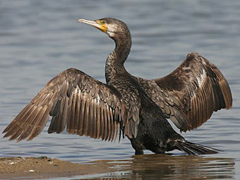 .    animals-birds.ru