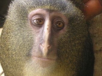  Cercopithecus lomamiensis.  Maurice Emetshu