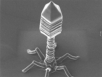 http://www.newyork.ru/ic/img.lenta.ru/news/2008/08/21/phages/picture.jpg